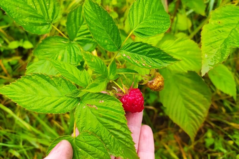 Осенью плодоносит малина.