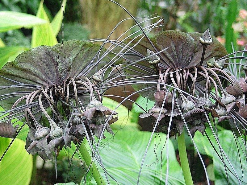 Цветок Дьявола. Фото взято из сети.