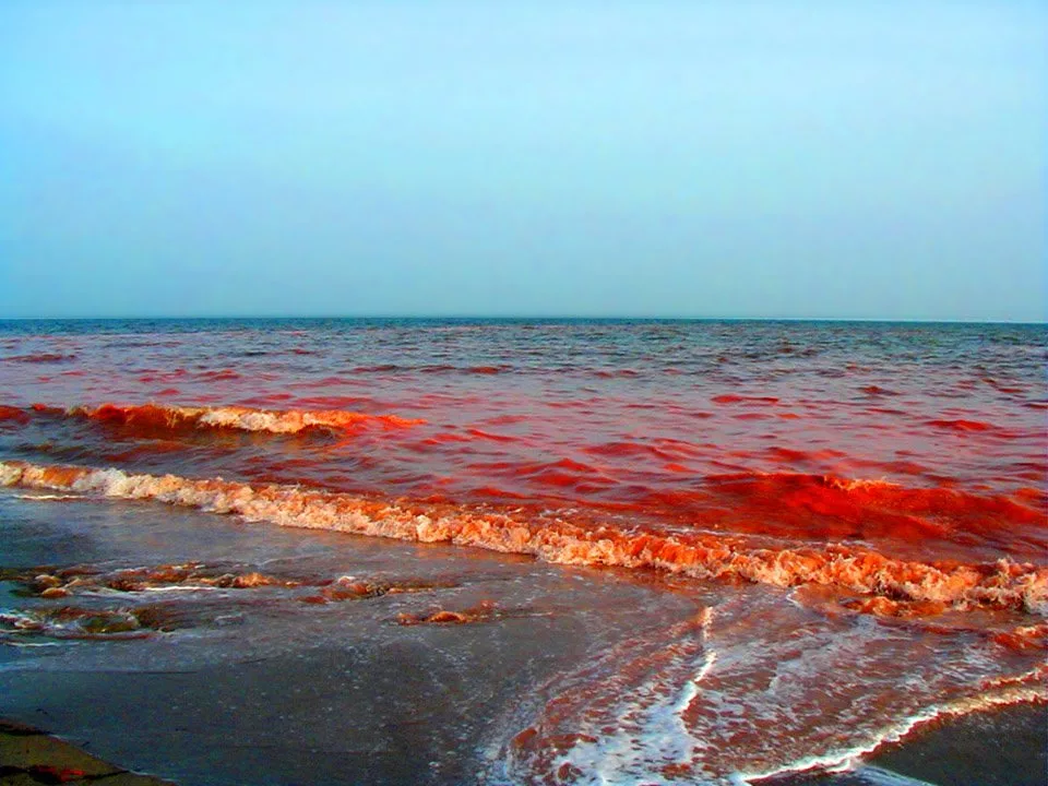 Ядовитое море