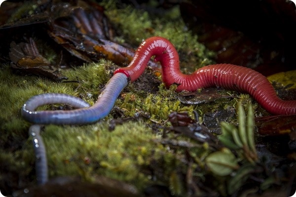 Гигантская красная пиявка 