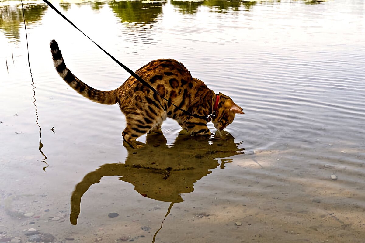 А при виде речки — у них помутнение в голове!