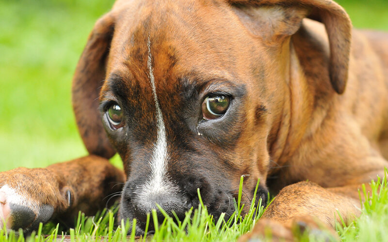 Чаще всего немного грязи- это нормально: в уголках глаз скапливается пыль, смытая слезами. Фото Romuald Gałęcki/Pixabay 