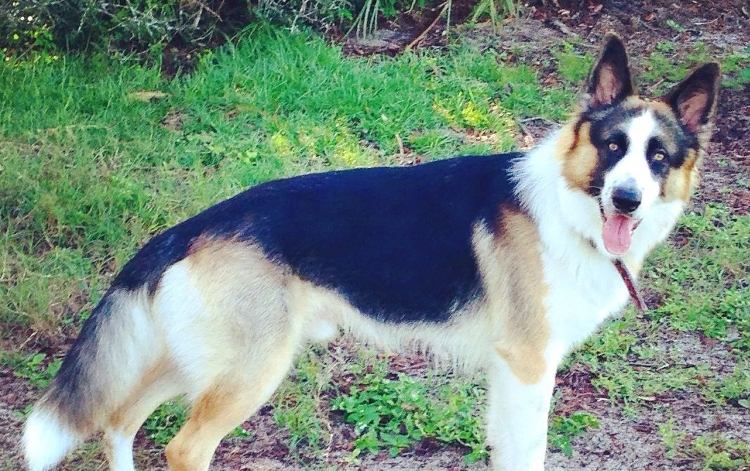 немецкая овчарка язык. кончик хвоста белый у немецкой овчарки. рахит у щенков немецкой овчарки. белые пятна на немецкой овчарке. немецкая овчарка окрас агути.