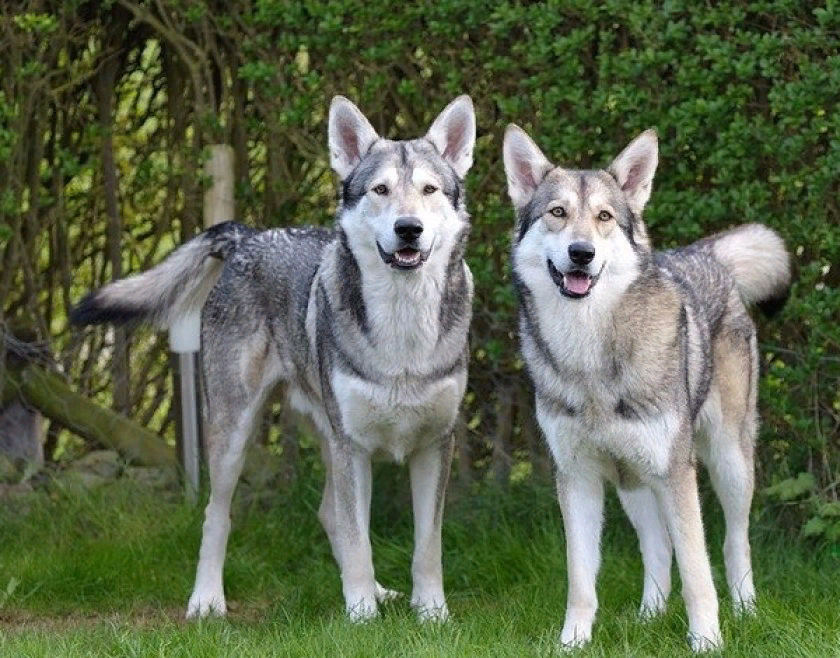 Порода собак похожая на волка фото Kugsha Dog Lupo