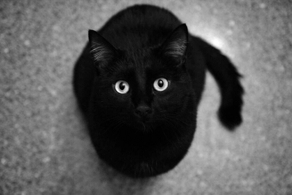 Черный подборка. Черная кошка. Чёрный котик. Черный кот на аву. Черная кошка с серыми глазами
