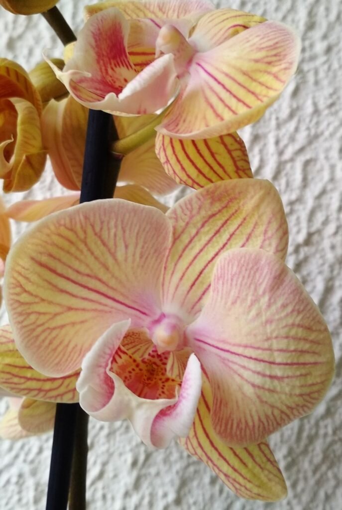 цветение фаленопсиса биглип Stars Shining