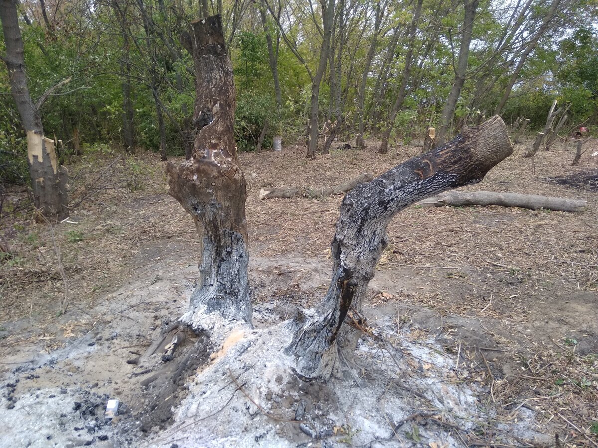 Вот так мы пытались выжигать пни :(