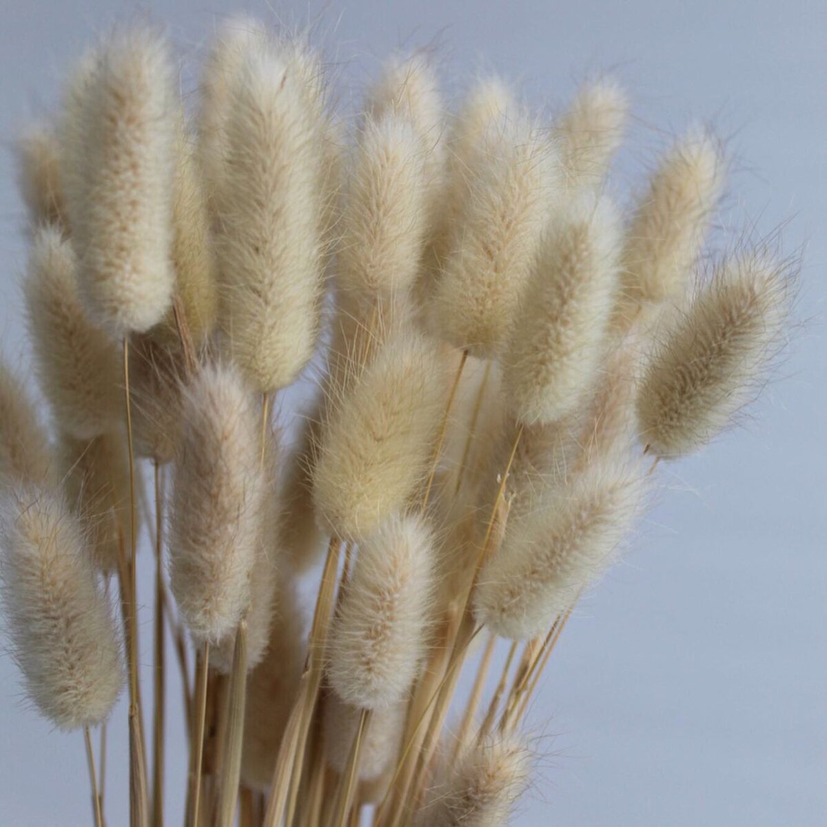 Естественный цвет лагуруса