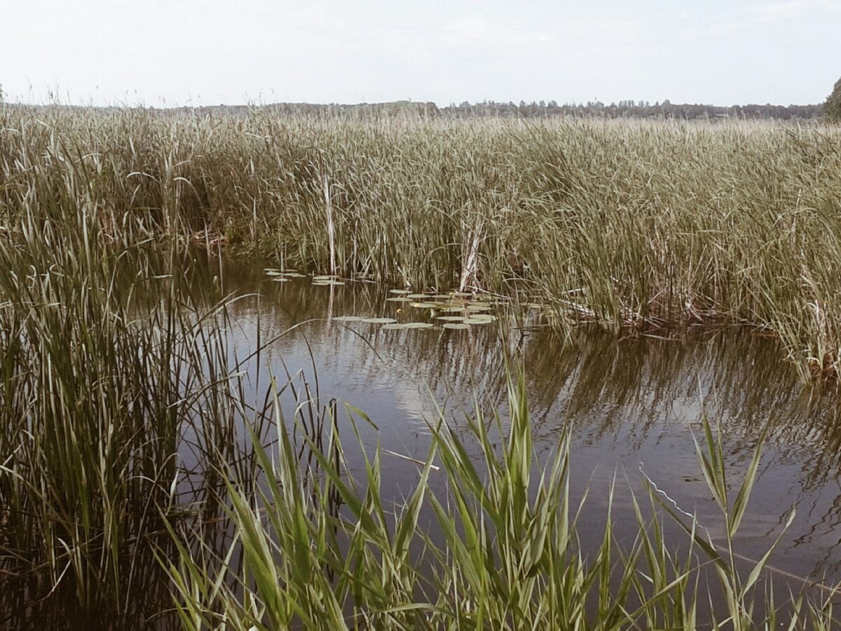 Вот и плюсы жизни за городом
