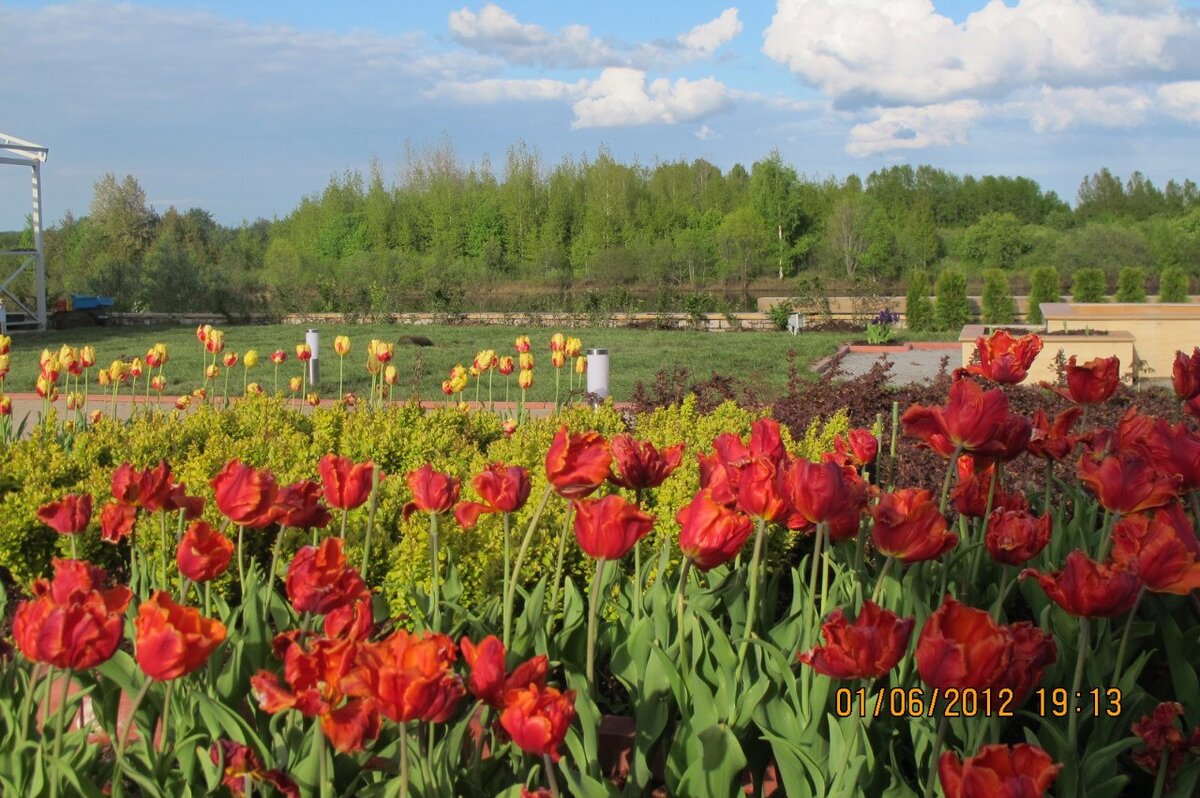 Посадка луковичных, цветущих ранней весной