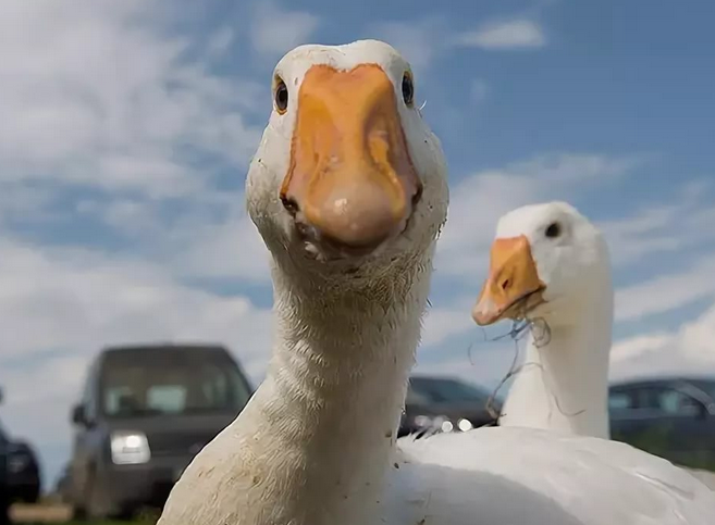 Гусь в кедах