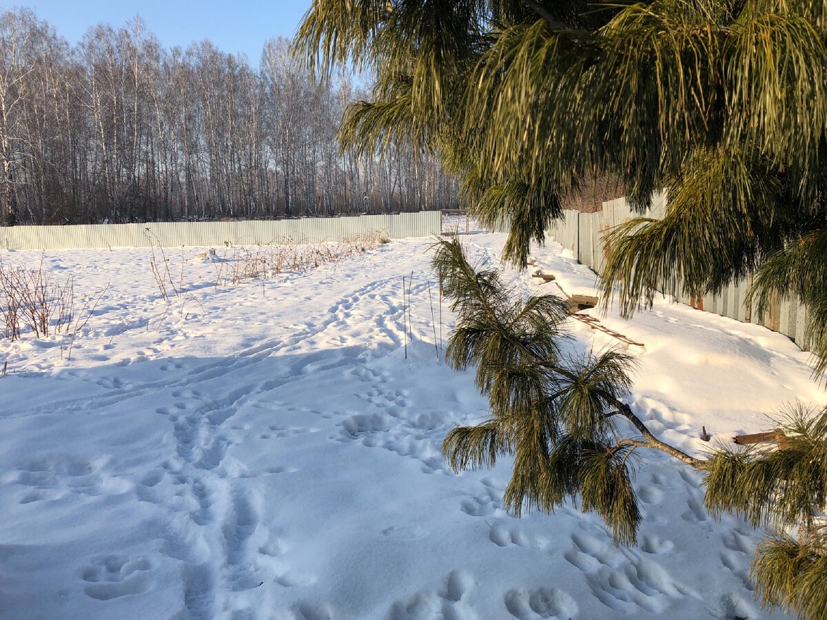 Гуляю по участку. Фото автора