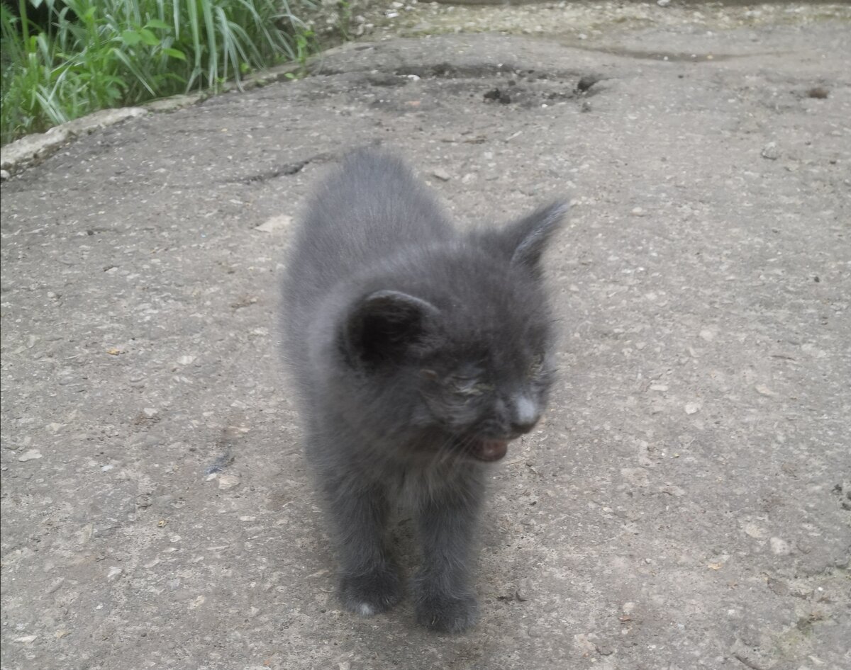 Фото автора. Котенок живущий около подъезда.