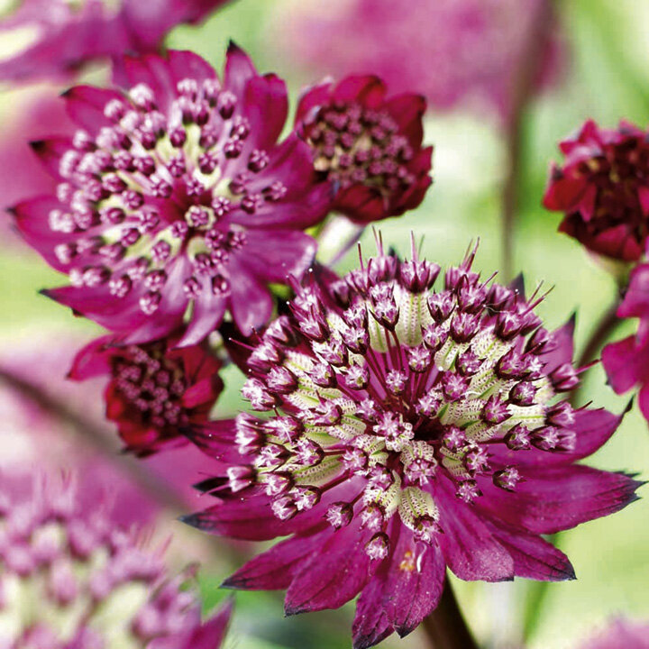 Не боится жары и засухи | ЗЕЛЕНЫЙ МИР С ЕЛЕНОЙ | Дзен