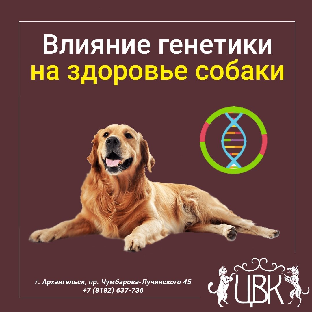 Генетика собаки при выборе — важна ли и на что влияет
