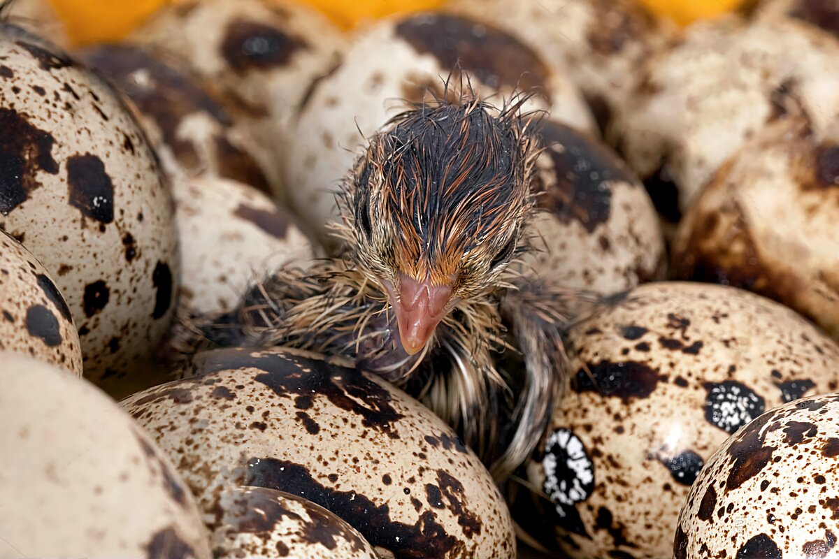 Poult