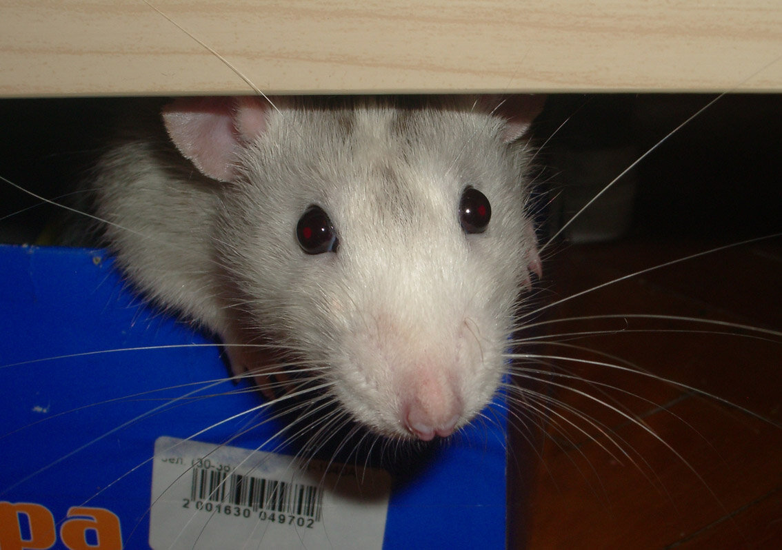 Способы борьбы с мышами и крысами