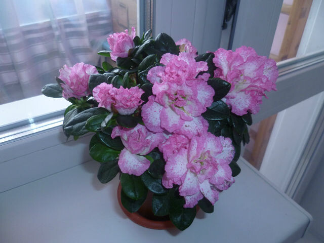 Невероятная красота