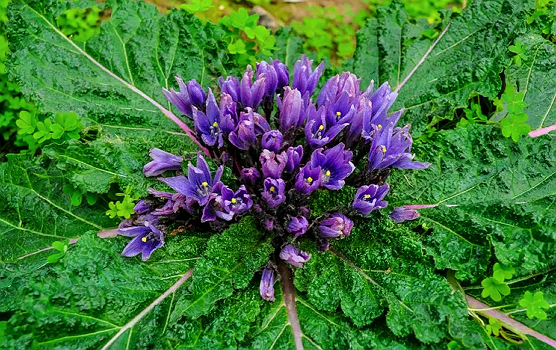 Род многолетних травянистых растений семейства Паслёновые. Виды мандрагоры встречаются в Средиземноморье, Передней и Средней Азии, в Гималаях. Корни растений этого рода иногда напоминают человеческую фигуру, как у женьшеня, в связи с чем в древности мандрагоре приписывали магическую силу.(WiKi)