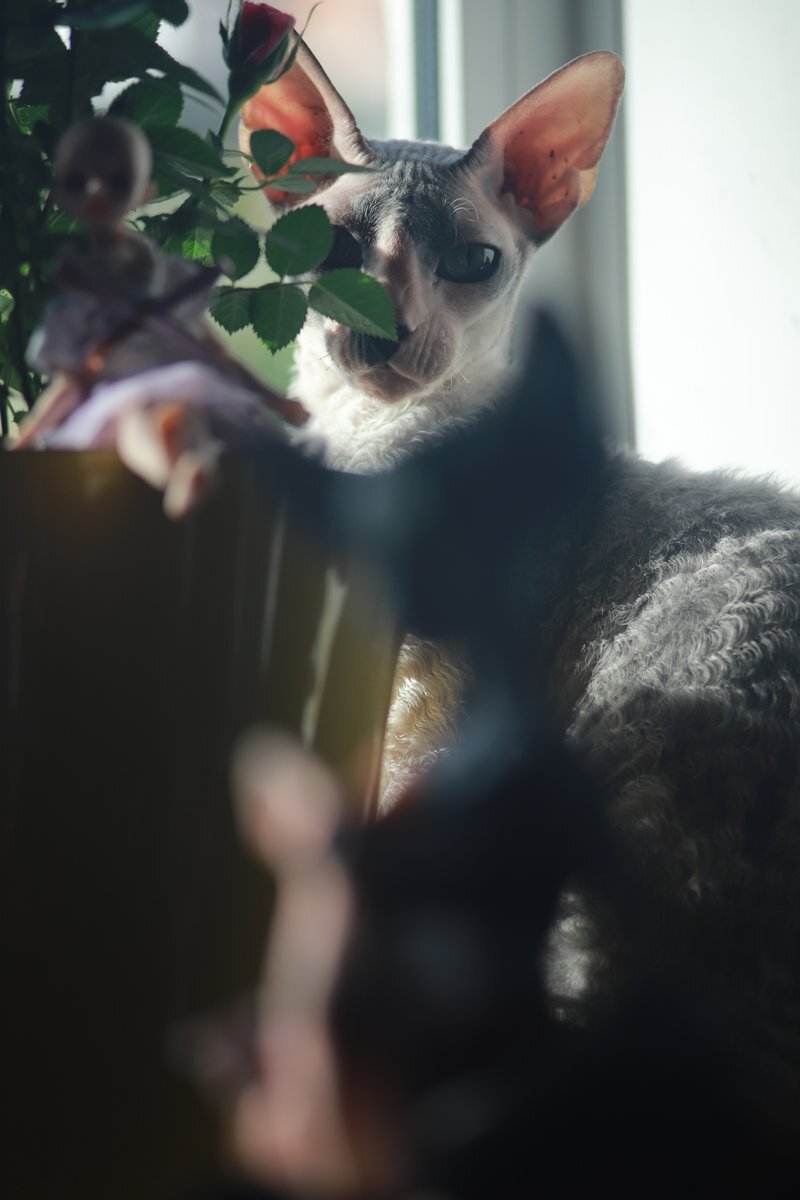 Как проводит лето кот? Греется на солнце.