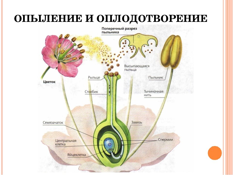 Схема двойного оплодотворения у растений