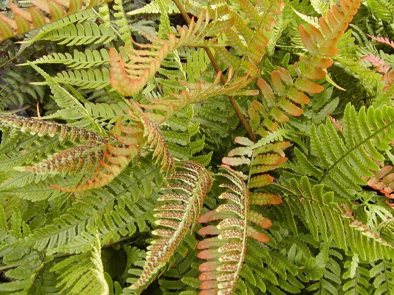 Фото: чудогрядка.рф