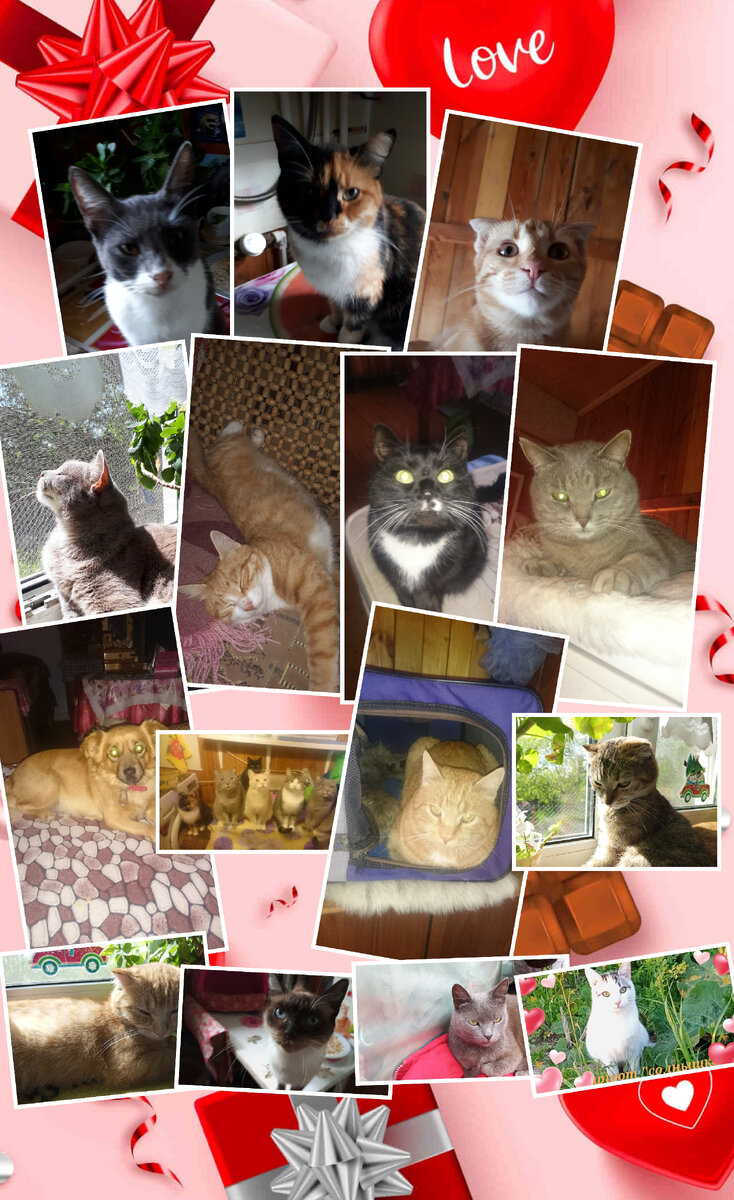 Обитатели приюта "солнышко" и я😜