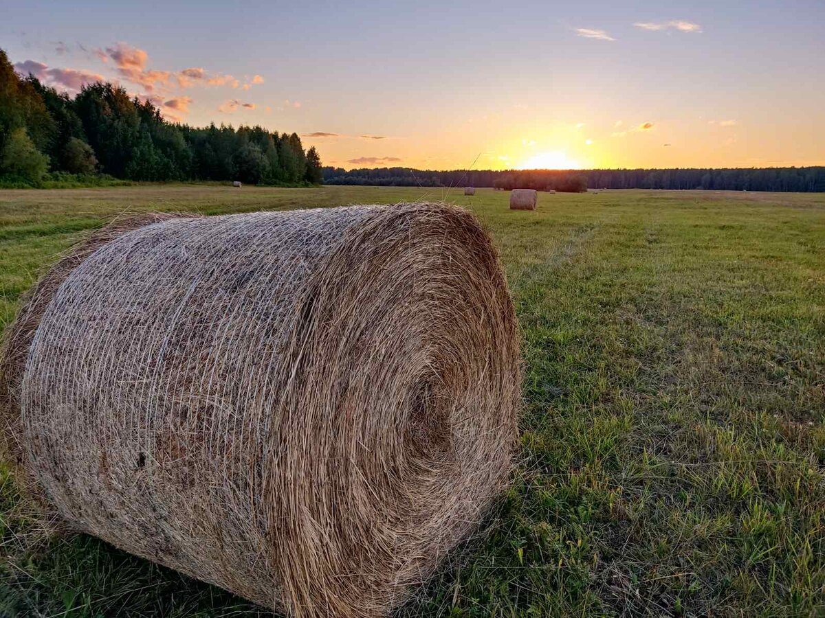 Это мы ехали в деревню к маме на выходные и остановились на кофе в скошенных лугах. Красота.