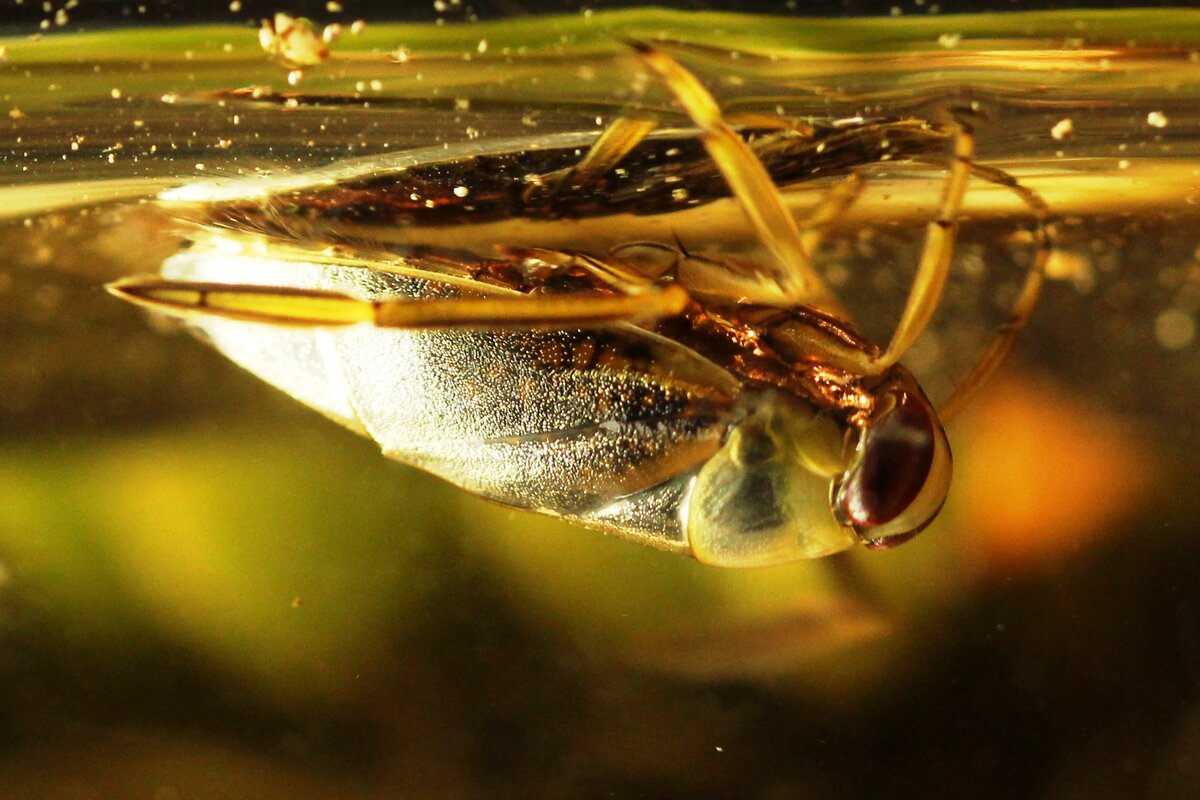 Вода осу. Notonecta. Водяной клоп. Backswimmer.