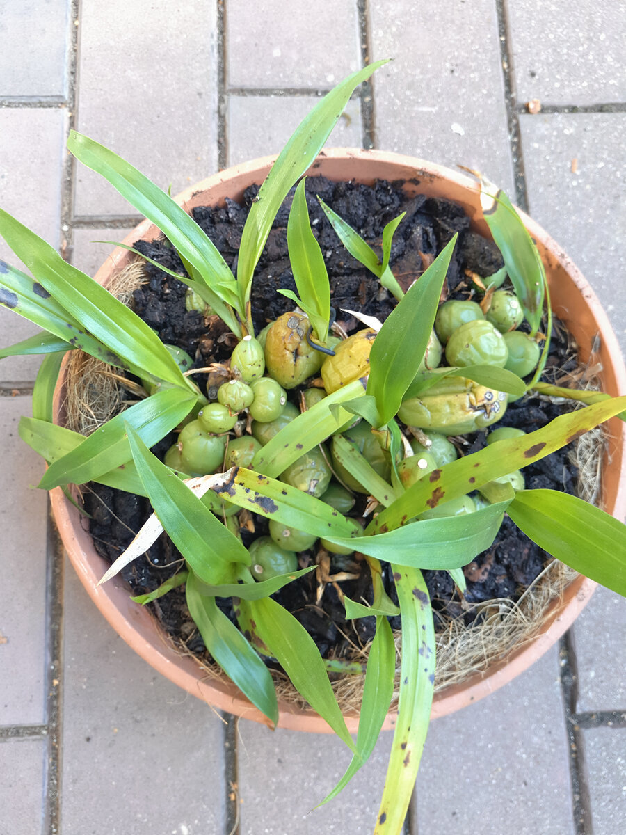 Целогина кристата