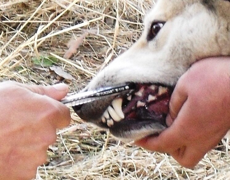 Зубы уже поменялись