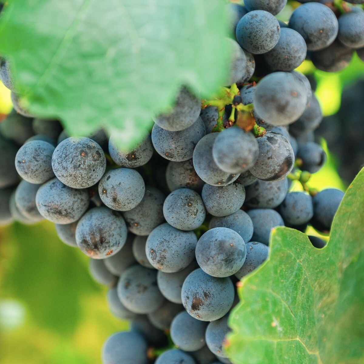 После сбора урожая вся активность с виноградника перемещается на винодельню.  Сегодня мы хотим познакомить вас с нюансами производства красных вин в Château Côtes de Saint Daniel.