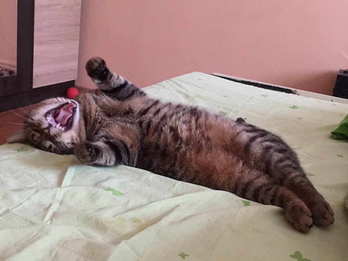 Не будите зверя...