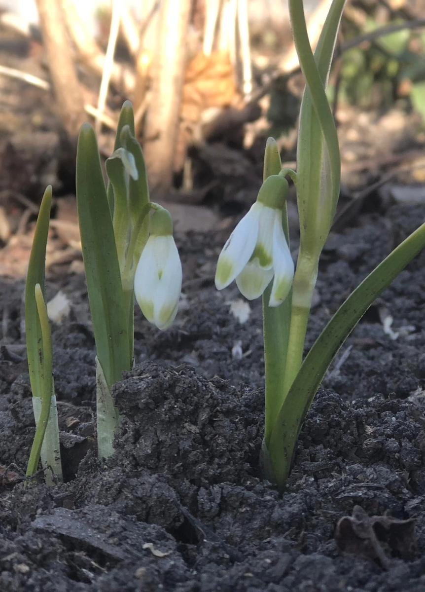 Галантус белоснежный 'Viridapice'