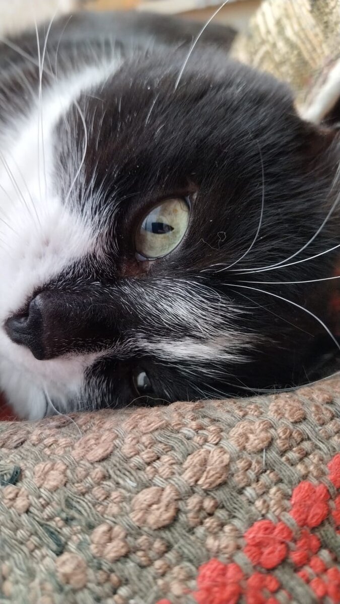 Кот Барселона.