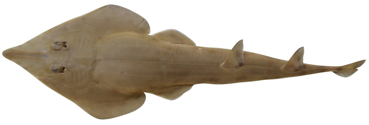 Rhinobatos rhinobatos