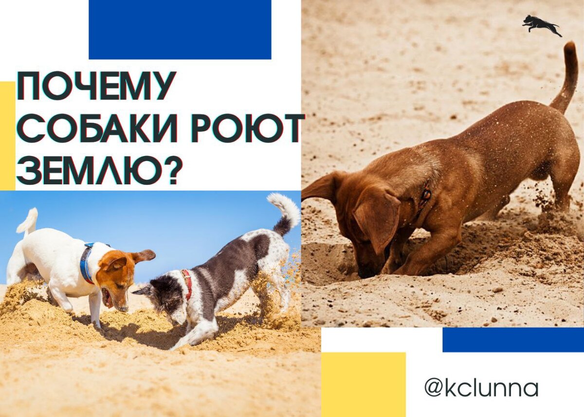 Собака на земле. Собака на газоне. Почему собака роет землю. Почему собака роет землю. Собака роет землю.