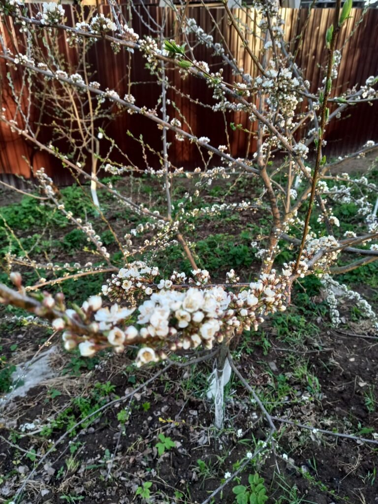 Плюсы и минусы выращивания алычи