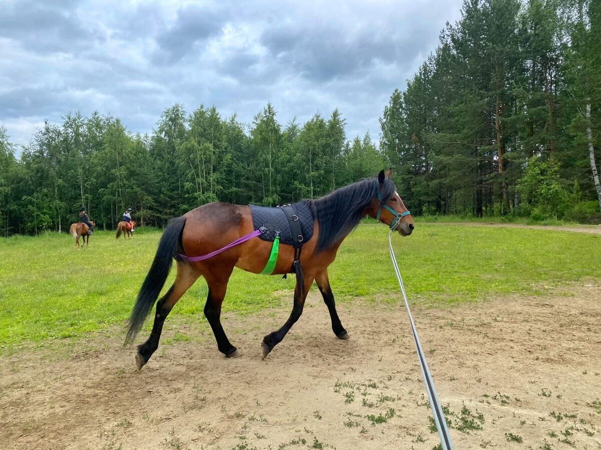 Что такое корда и зачем она нужна лошади? | My horse story | Дзен