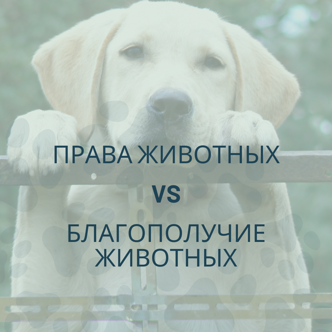 Фото к статье о правах и благополучии животных, зоопсихолог Екатерина Кастрицкая