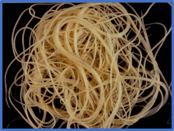 Возбудитель дирофиляриоза относится к классу круглых червей Nematoda