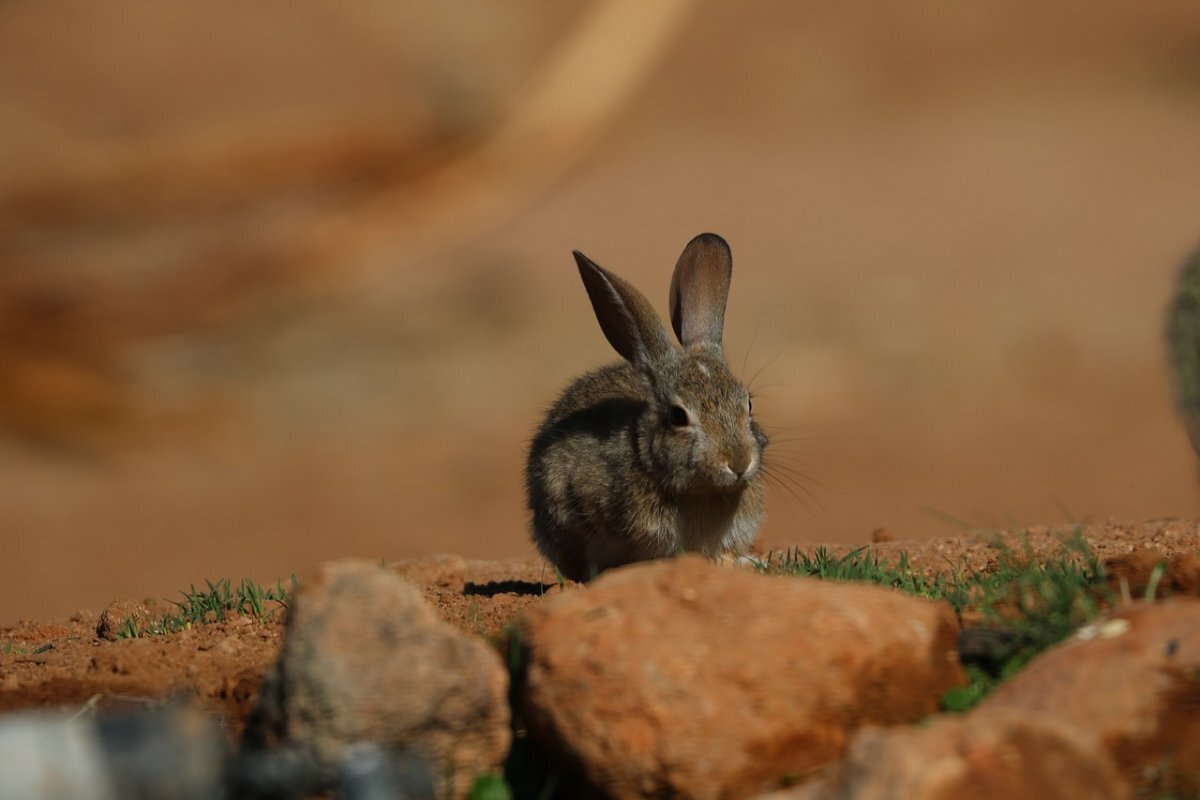 Новоанглийский кролик: Ушастый неудачник, который пострадал от людей, растений и даже других кроликов! Из-за них он почти полностью исчез!