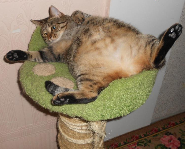 Ж ничего. Смешные коты с подписями. Котоматрица приколы. Смешные животные с подписями. Забавные коты с подписями.