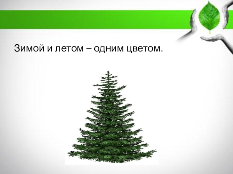 Вопросы про ель. Зимой и летом одним цветом. Зимой и летом одним цветом отгадка. Зимой и летом одним цветом загадка ответ. Загадка зимой и летом одним цветом отгадка.