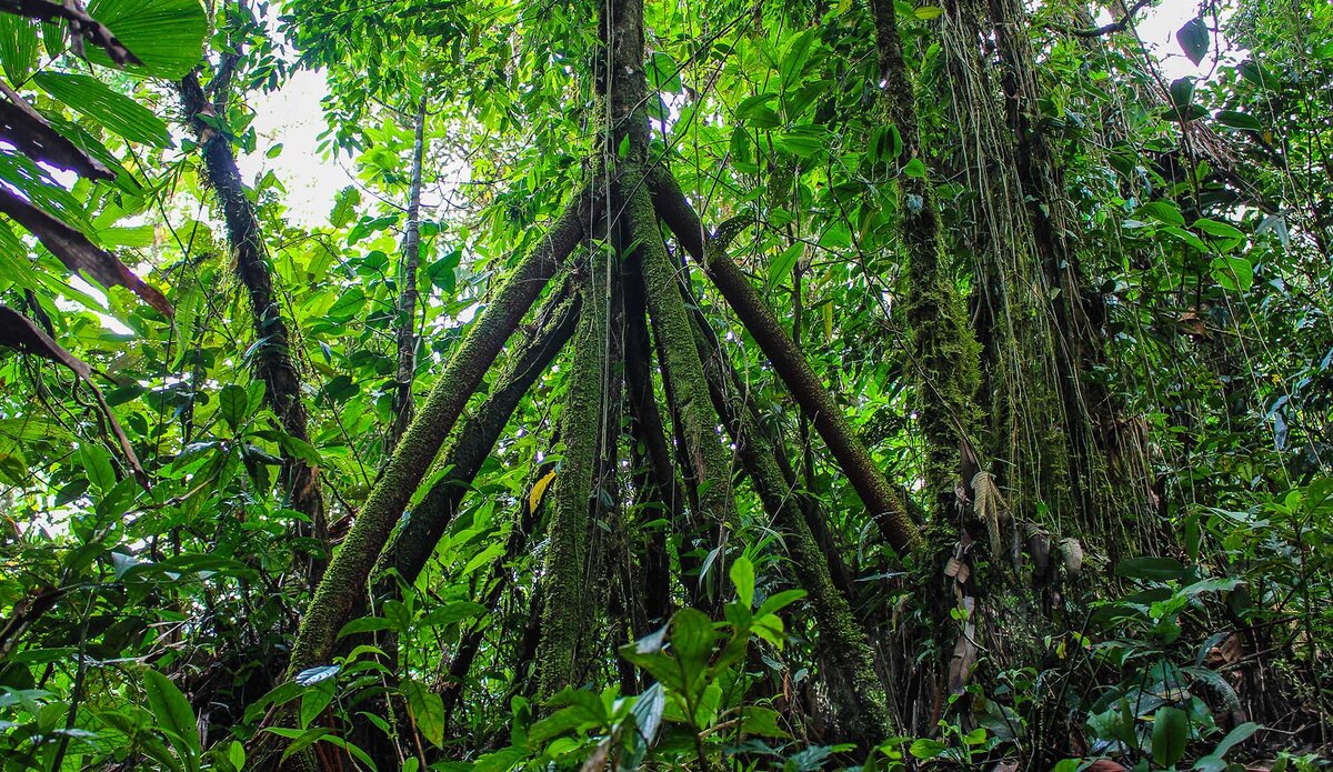 ходульные сосны вырица. деревья умеют ходить. деревья умеют ходить. сократея голокоренная. ходульные корни байкал.