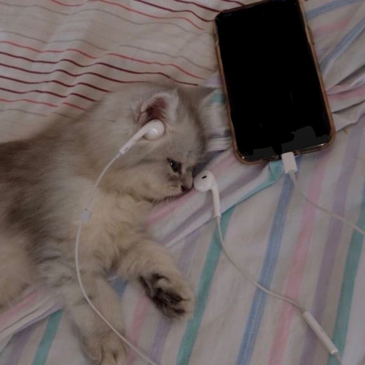 Грустный котик