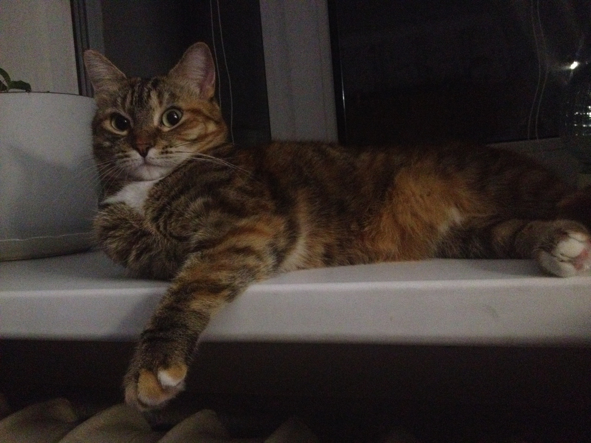 Вот этому зверю нужна поилка