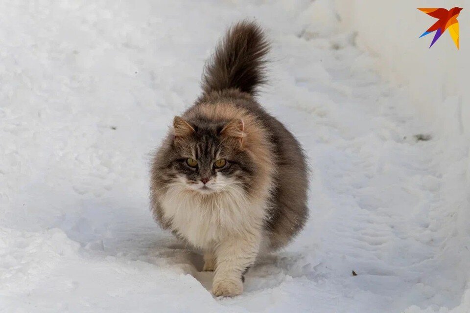     Домочадцев день отмечают 10 января - собрали приметы и запреты. Михаил ФРОЛОВ