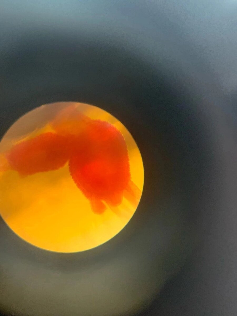 Почкование гидры