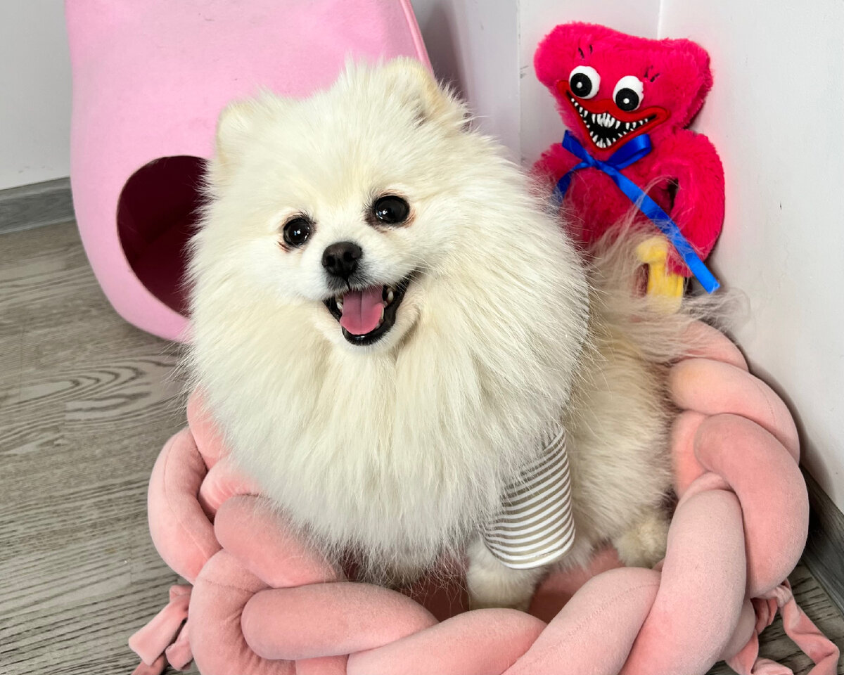 Когда любишь свою собаку – подумаешь много раз, прежде чем заводить от неё щенков